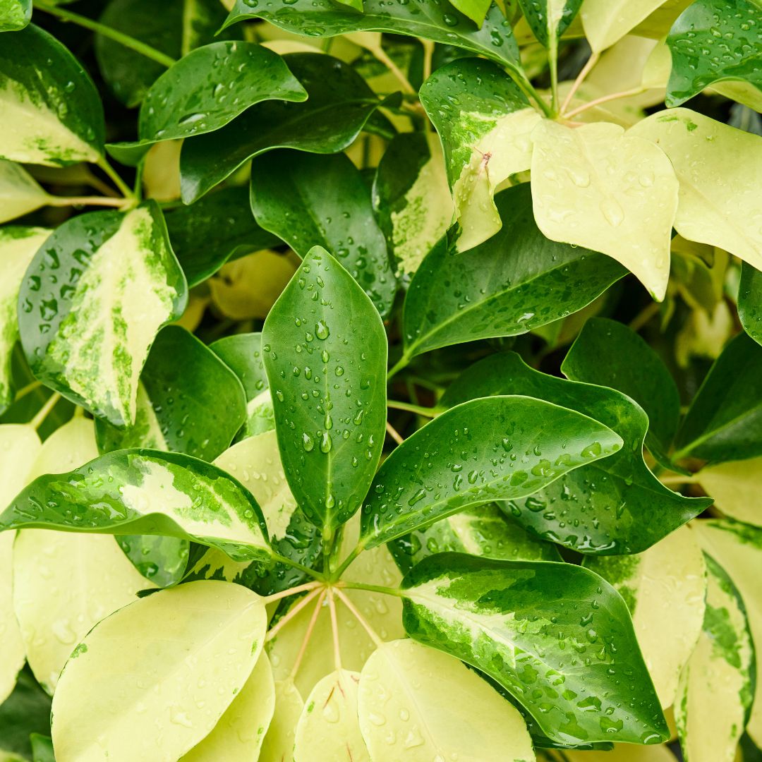 Como Cuidar da Schefflera