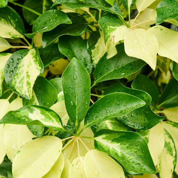 Como Cuidar da Schefflera