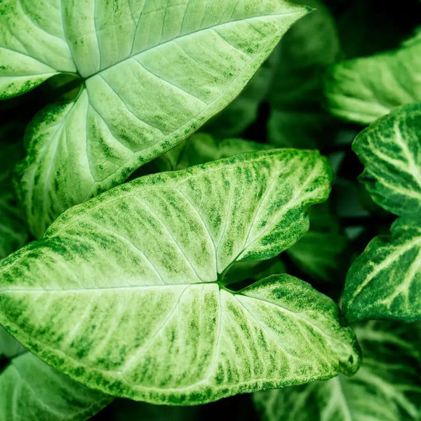 Como Cuidar da Syngonium