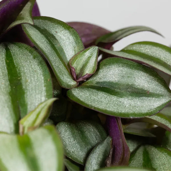 Como Cuidar da Tradescantia