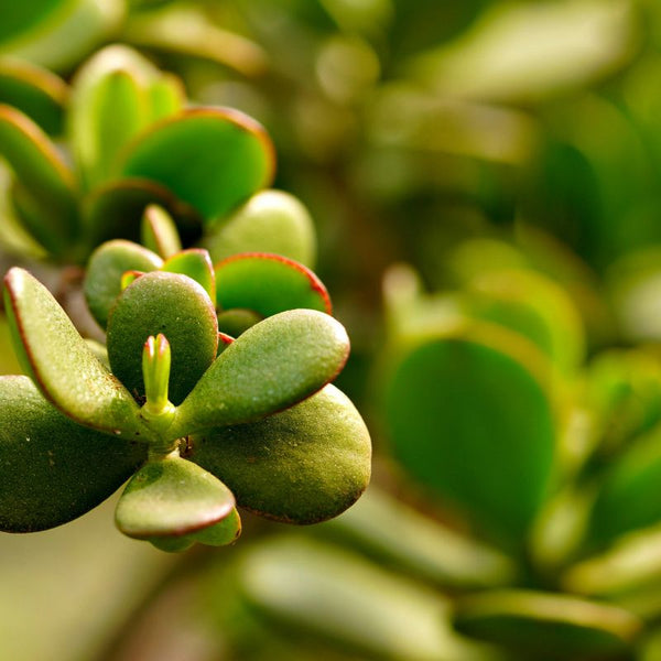 Como Cuidar da Planta Jade