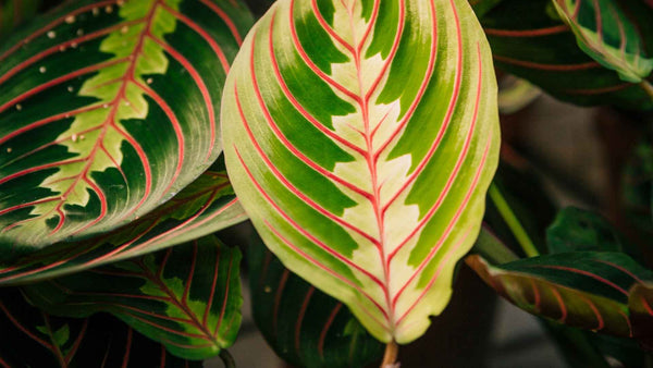 Como Cuidar da Maranta Leuconeura