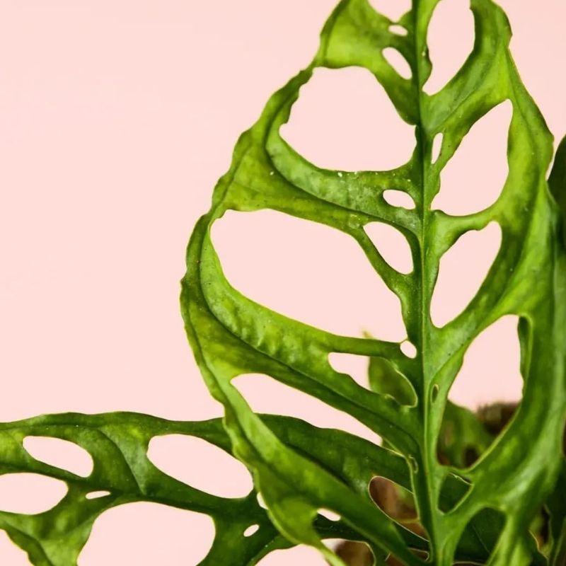 cuidados monstera obliqua de peru