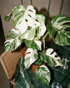 Monstera Variegata L