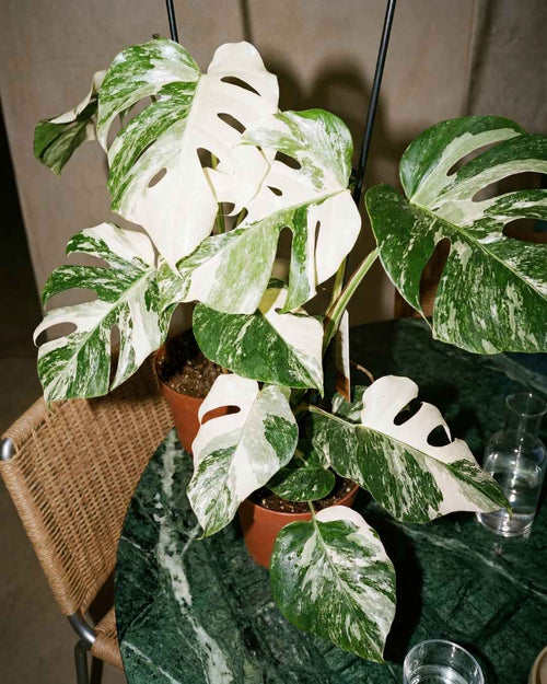 Monstera Variegata L