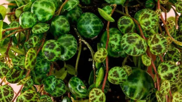Como Cuidar da Peperomia Prostrata
