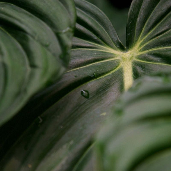 Como Cuidar Philodendron Melanochrysum