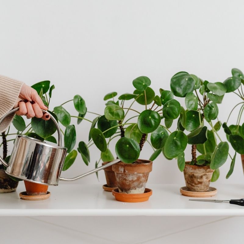 Como Cuidar da Pilea