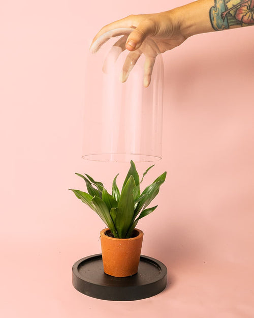 Cúpula Mini Planta - Pur Plant