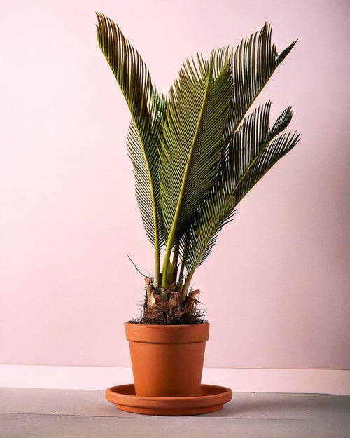 Cyca Revoluta M - Pur Plant