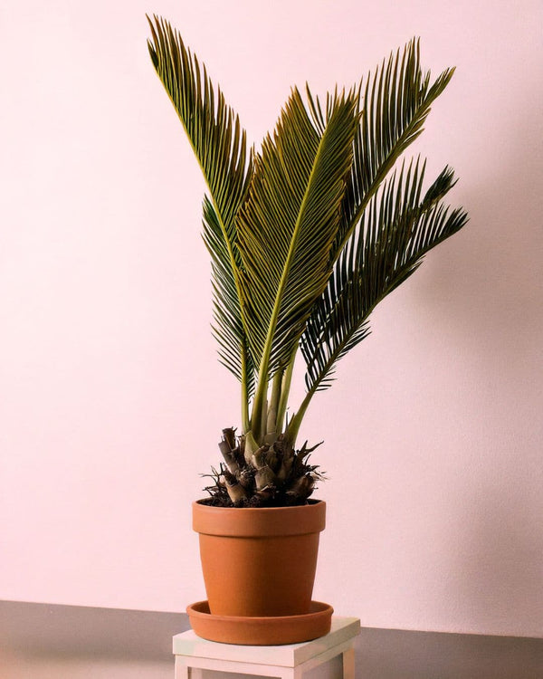 Como Cuidar Palmeira Cycas Revoluta
