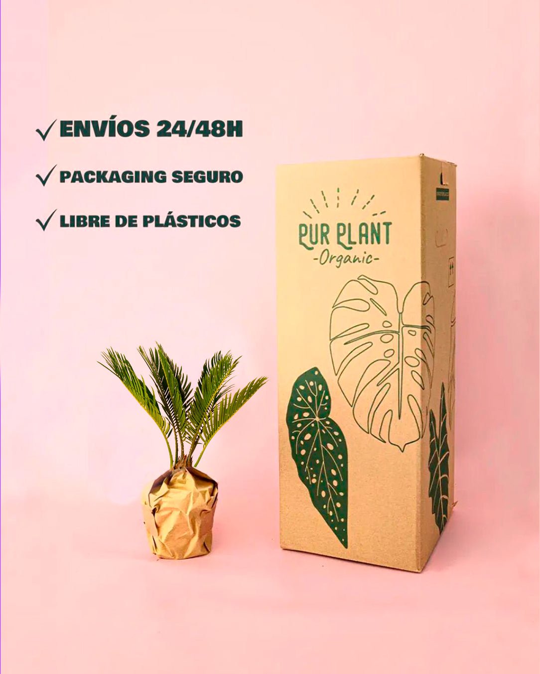 Cyca Revoluta Mini - Pur Plant