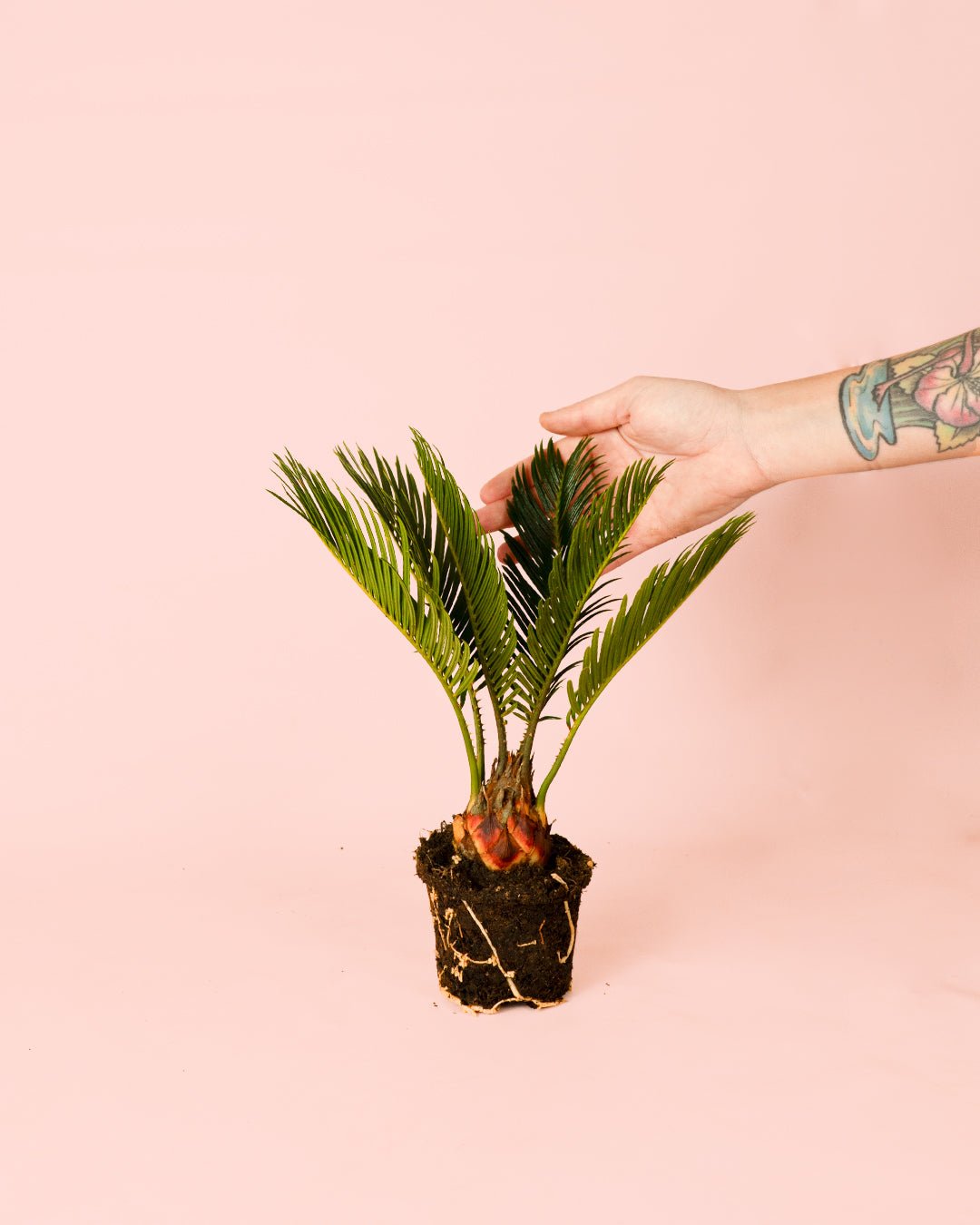 Cyca Revoluta Mini - Pur Plant