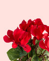 Cyclamen Rojo Mini - Pur Plant