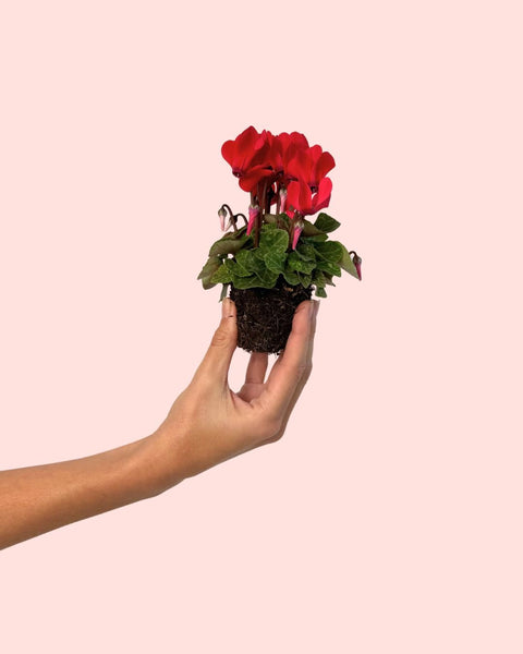 Ciclame Vermelho Mini