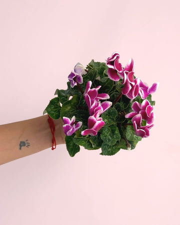 Ciclame Snow Rosado