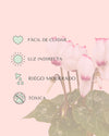 Cyclamen Victoria Blanco y Rosa Mini - Pur Plant