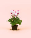 Cyclamen Victoria Blanco y Rosa Mini - Pur Plant