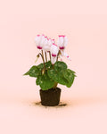 Ciclame Vitória Branco e Rosa Mini