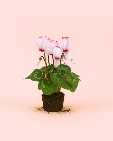 Ciclame Vitória Branco e Rosa Mini