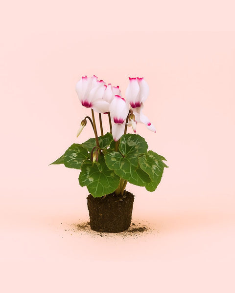 Ciclame Vitória Branco e Rosa Mini