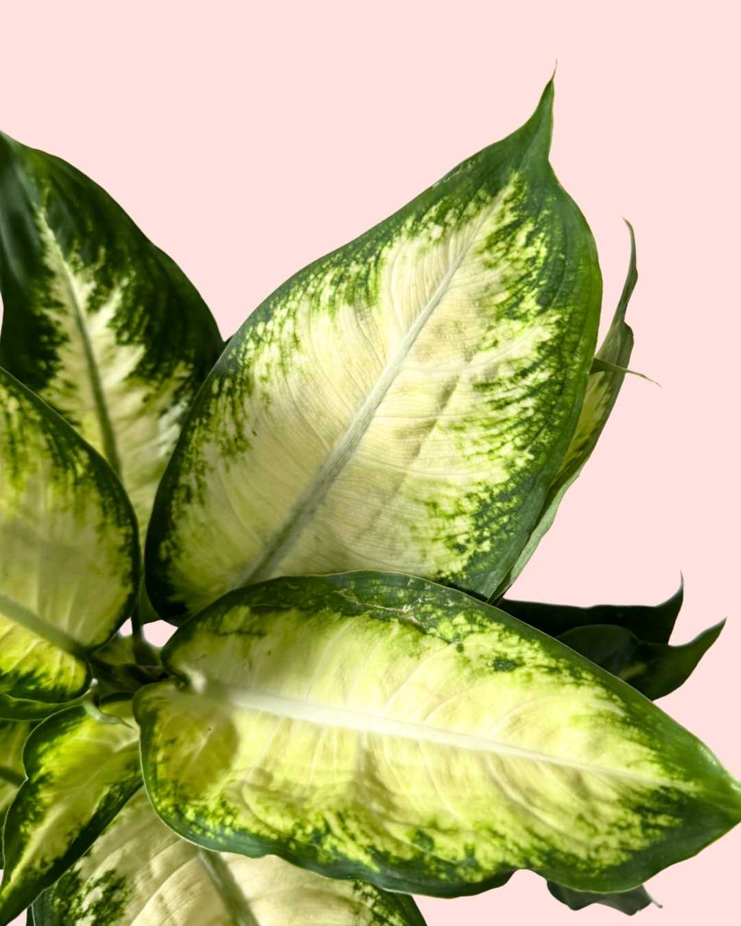 Dieffenbachia Camilla M - Pur Plant