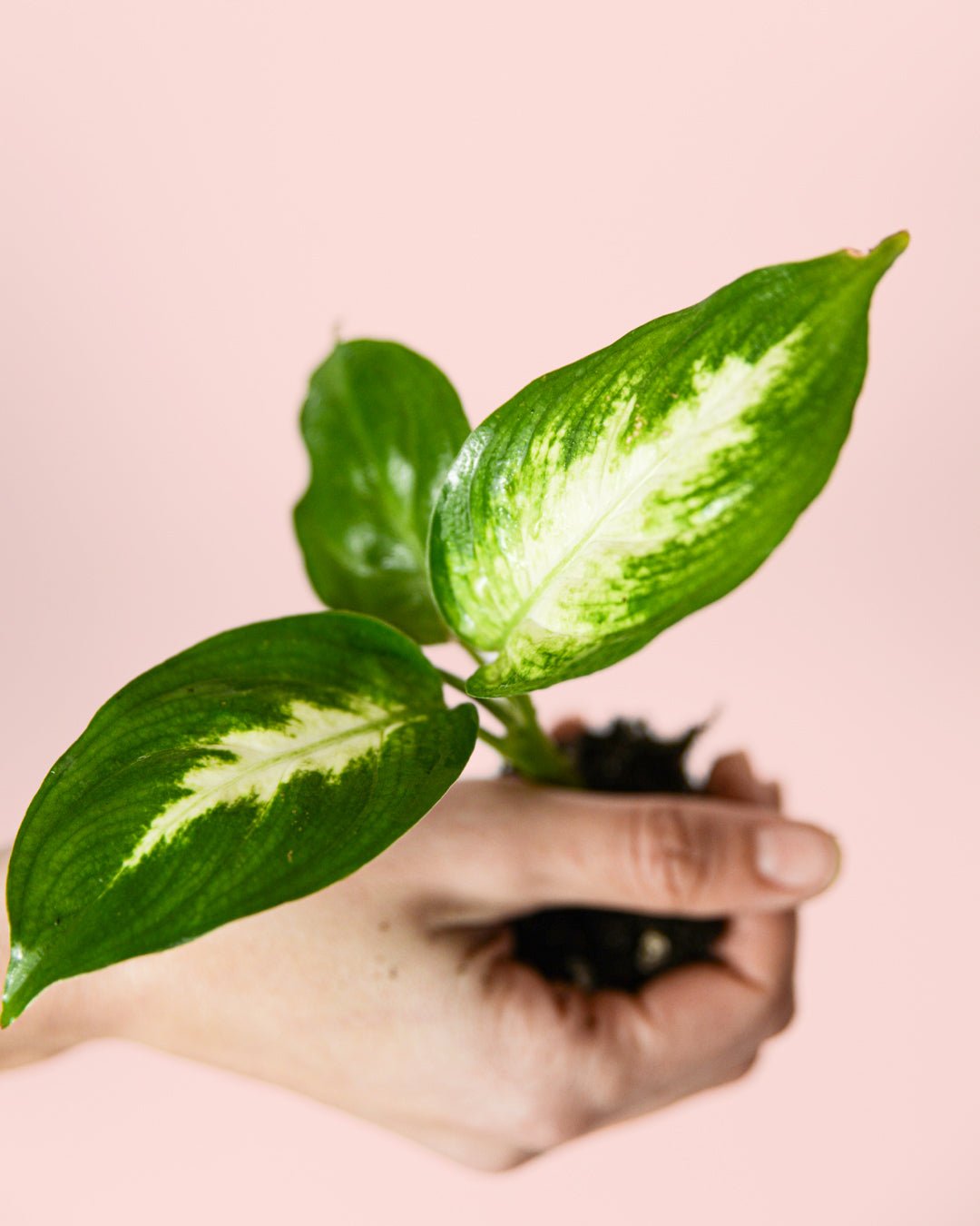 Dieffenbachia Mini - Pur Plant
