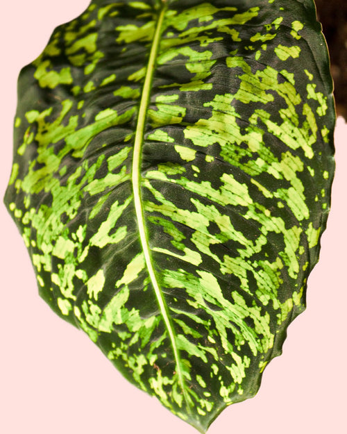 Dieffenbachia Reflector M - Pur Plant