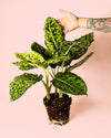 Dieffenbachia Reflector M - Pur Plant