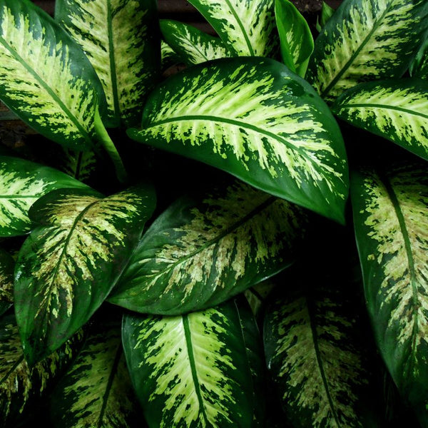 Tipos de Dieffenbachia