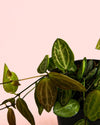 Dischidia Pectinoides M - Pur Plant