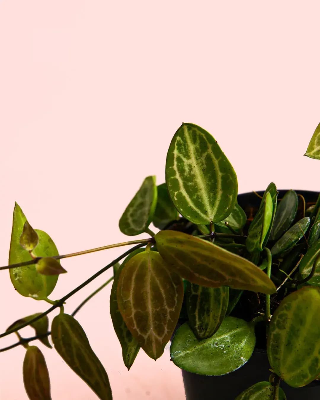 Dischidia Pectinoides M - Pur Plant