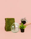 Domo Mini Terrario Bol 12×12 cm - Pur Plant