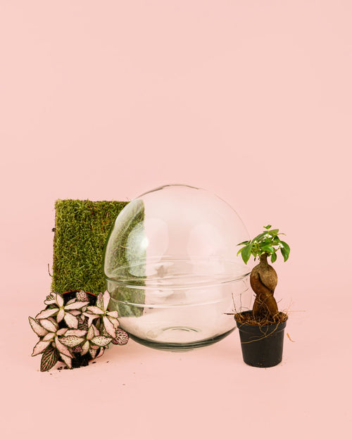 Domo Terrario Bol 20×20 cm - Pur Plant