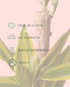Dracaena Fragans Golden Coast - Pur Plant