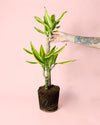 Dracaena Fragans Golden Coast - Pur Plant