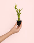 Dracaena Lucky Bamboo Vaso Pequeno