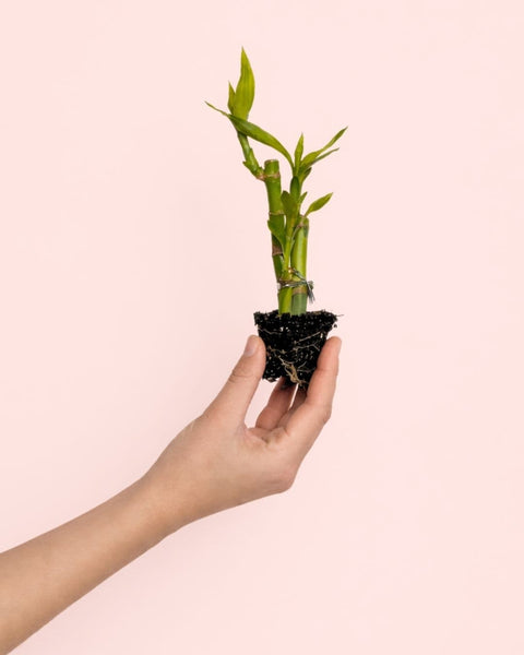 Dracaena Lucky Bamboo Vaso Pequeno