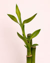 Dracaena Lucky Bamboo Maceta Mini - Pur Plant