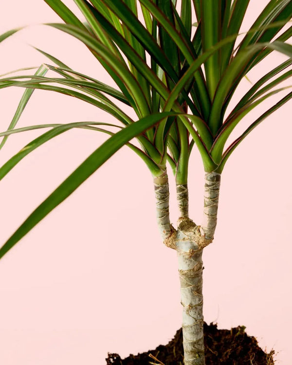 Problemas Plantas Dracena