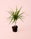 Dracaena Marginata M - Pur Plant