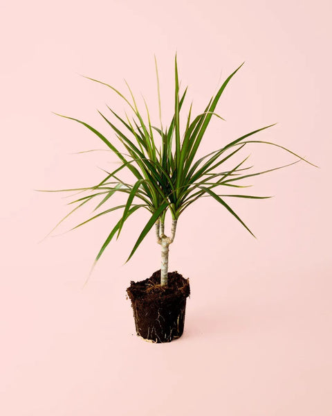 Dracaena Marginata M