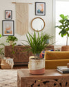 Dracaena Marginata M - Pur Plant