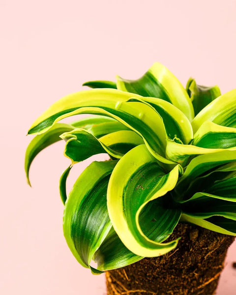 Dracaena Mix M