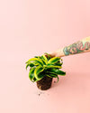 Dracaena Mix M - Pur Plant