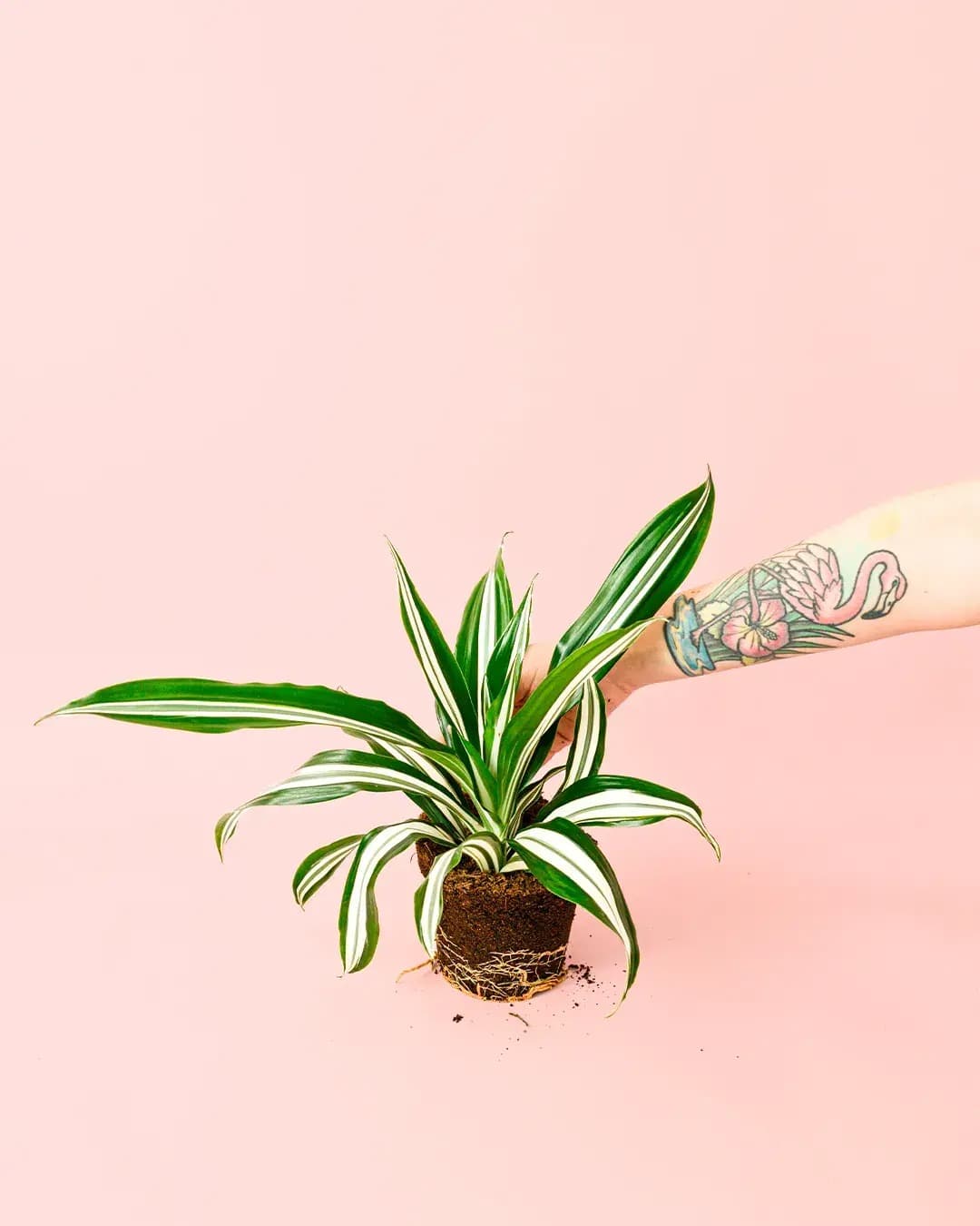 Dracaena Mix M - Pur Plant