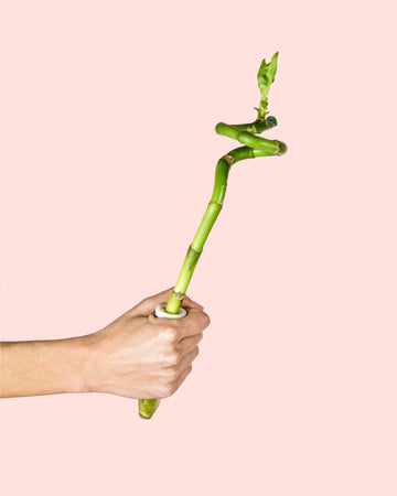 Dracaena Sanderiana – Bambu da Sorte