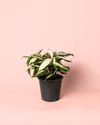 Dracaena Variegada Milky - Pur Plant