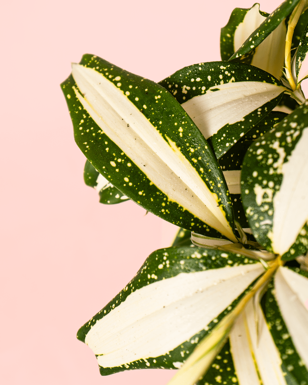 Dracaena Variegada Milky - Pur Plant