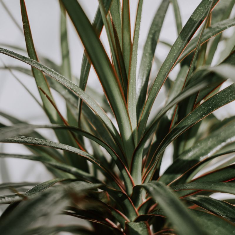 dracena-cuidados